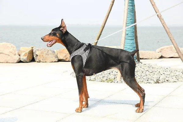 Instachew PETKIT Air Fly Dog Harness